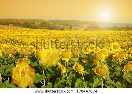 Sunflowers field, sunset light, flare light, summer season