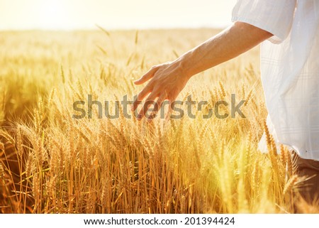 Male hand touching a golden wheat ear in the wheat field, sunset light, flare light.Unrecognizabl e person, copy space