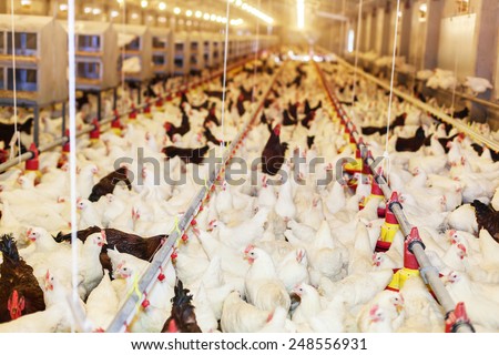 Modern chicken farm, production of white meat.Shallow doff