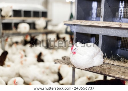 Modern chicken farm, production of white meat.Shallow doff