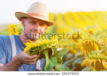 Satisfied farmer in a sunflowers field looking at sunflower seeds . Copy space, lens flare, sunset light