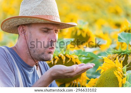 Satisfied farmer in a sunflowers field blowing at sunflower seeds . Copy space, lens flare, sunset light