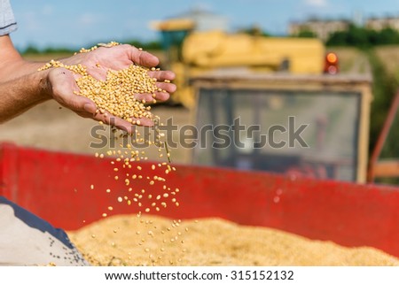 Strong farmer's hand holding soybeans grains in his hand, sitting on tractor trailer.Unrecognizable person