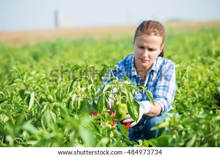 Woman farmer kneeling and picking paprika in agricultural field