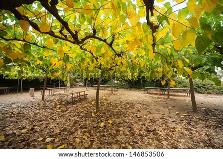 Picnic area under yellow mulberry trees
