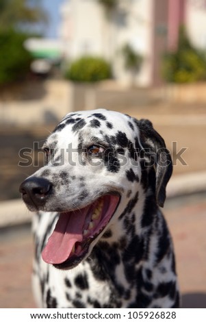 Portrait of a cute dalmatian outdoor