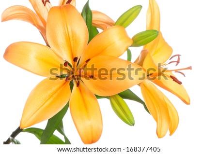 orange lily isolated on white background
