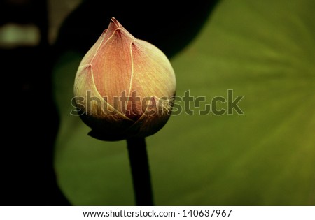 Lotus Bud flower is symbol of Buddhism,Thailand
