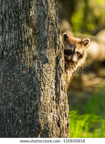 This Raccoon had come up behind and when I turned to get the shot he ran to this tree. Then he peaked out to see what it was that scared him.