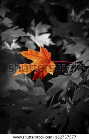 A selective color version of Sun light shining through Red Maple leaves