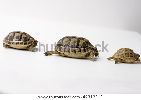 Three turtle