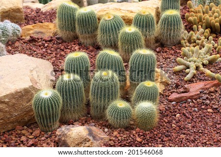 Thermal plants cactus plant group. Growth in the desert
