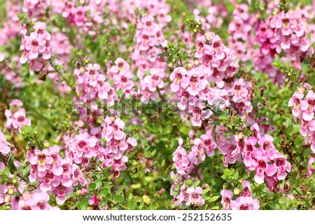 beautiful pink flower background