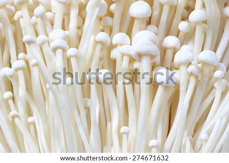 Mushroom, group of golden needle Mushroom