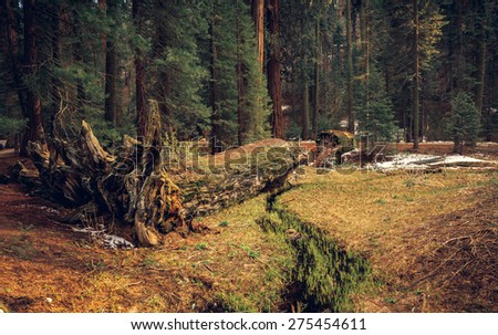 Fallen Tree in the Sequoia Forest, Sequoia National Park, California