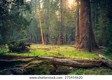 Afternoon Light in the Forest, Sequoia National Park, California