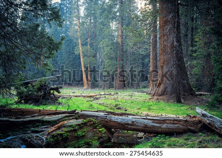 Morning Light in the Forest, Sequoia National Park, California
