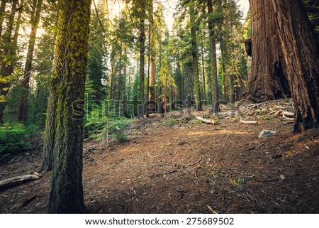 Sunset in the Giant Forest, Sequoia National Park, California