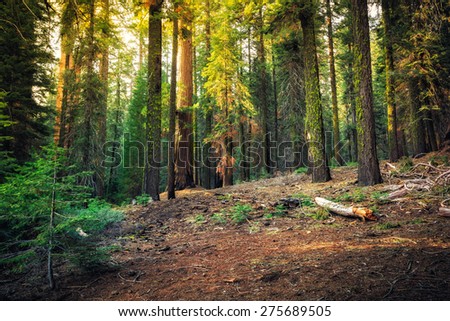 Sunset Glow on the Forest, Sequoia National Park, California