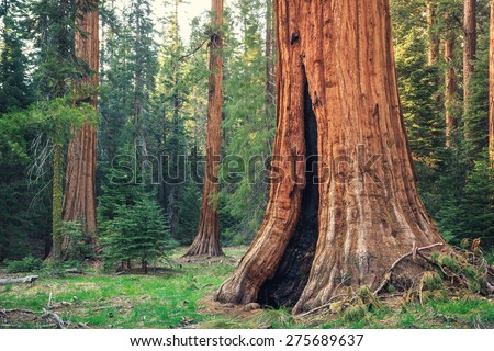 Lone Giant Sequoia in the Forest, Sequoia National Park, California