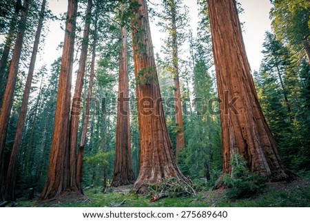 Peaceful Sequoia Forest, Sequoia National Park, California