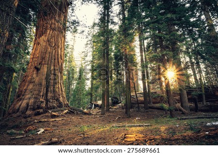 Sunset on the Giant Forest, Sequoia National Park, California