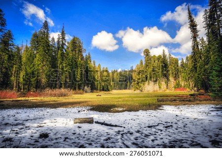 Snowy Forest Meadow, Sequoia National Park, California