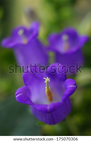 Canterbury bells flower