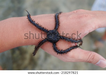 close-up of brittle star on hand