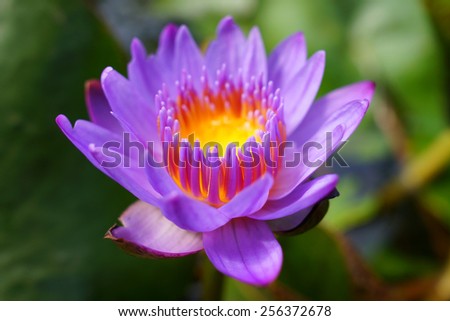 Water lily isolated