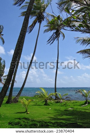 tropical grass covered beach