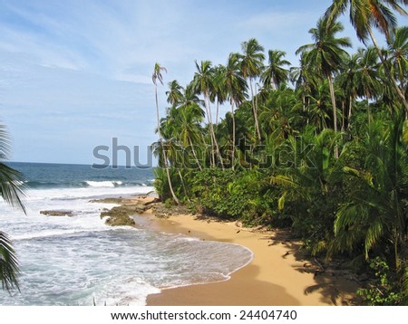 beautiful tropical plam covered beach