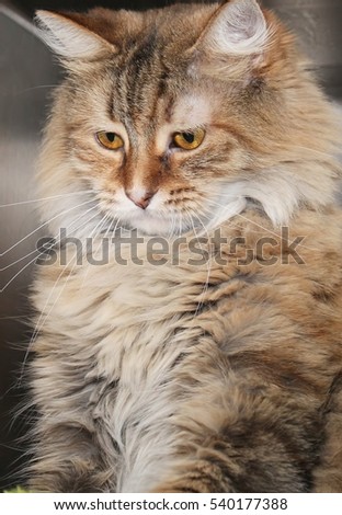 BROWN TABBY CAT