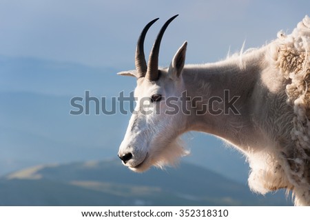 A mountain goat stand proudly, high in the rocky mountains
