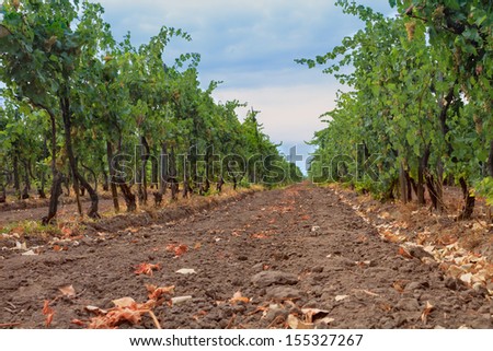 Vineyard in the wine region,Hungary