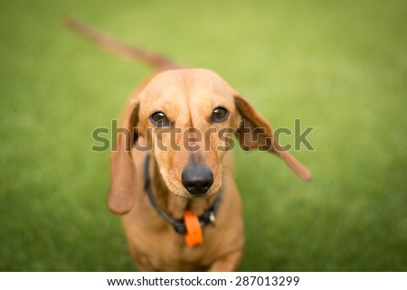 Sausage dog running towards the camera on a grassy surface.