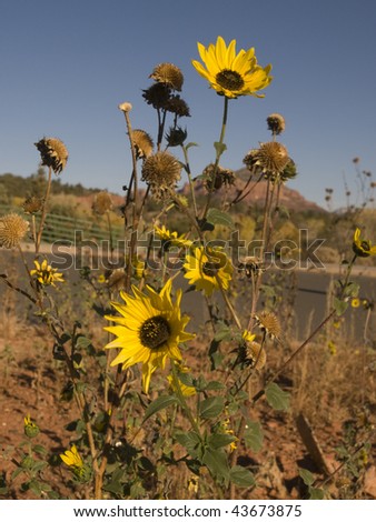 A bunch of yellow flowers on stems in the desert on a clear sunny day in Arizona, USA.