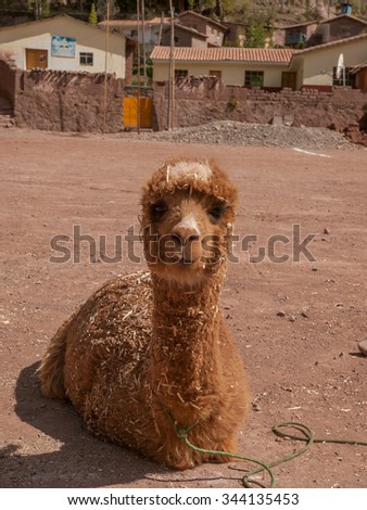 Alpaca covered in sawdust sitting on gravel ground at a farm in a village in Peru, South America.