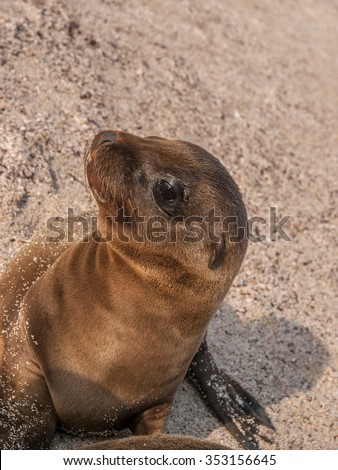 Baby sea lion with black eyes wide open sitting up and staring up on a sandy beach in the Galapagos Islands, Ecuador.