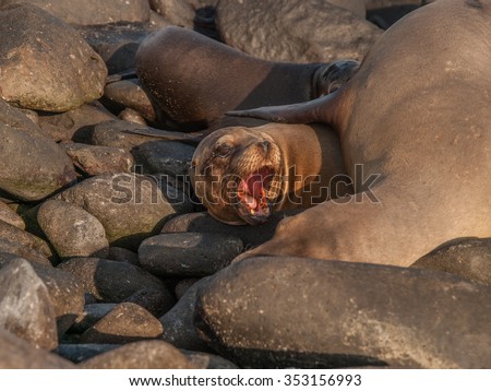 Barking sea lion underneath large lion on black rocks in Galapagos Islands, Ecuador.
