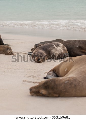 Group of sleeping sea lions in the Galapagos Islands, Ecuador.
