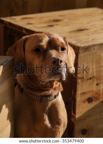 Rhodesian Ridgeback dog sitting between two wood crates.