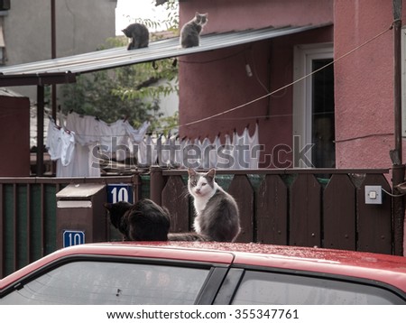 Four stray cats on roof of car and house in Skopje, Macedonia, Europe.