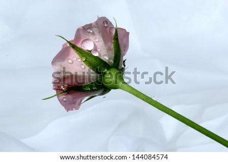 Long stemmed pink rose with water droplets