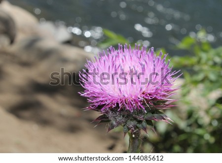 A purple thistle in bloom by the river