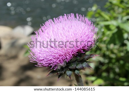 Purple thistle down by the river