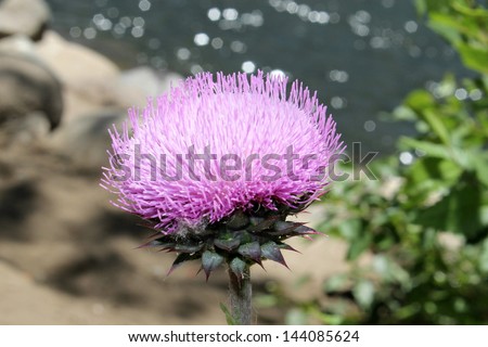 Purple thistle weed at the river