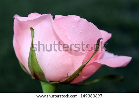 A single pink rose blossom with a dark green background