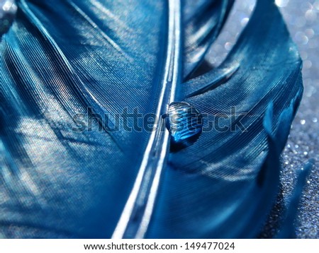 Vibrant blue feather with a sparkling water drop