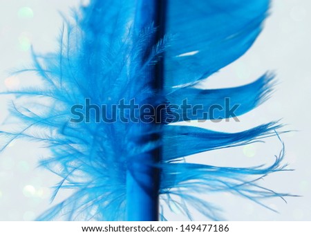 A beautiful bright blue feather